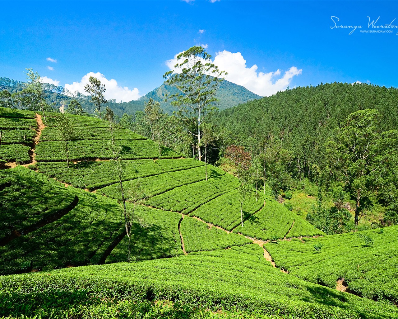 Sri Lanka Landschaftsstil, Windows 8 Theme Wallpaper #6 - 1280x1024