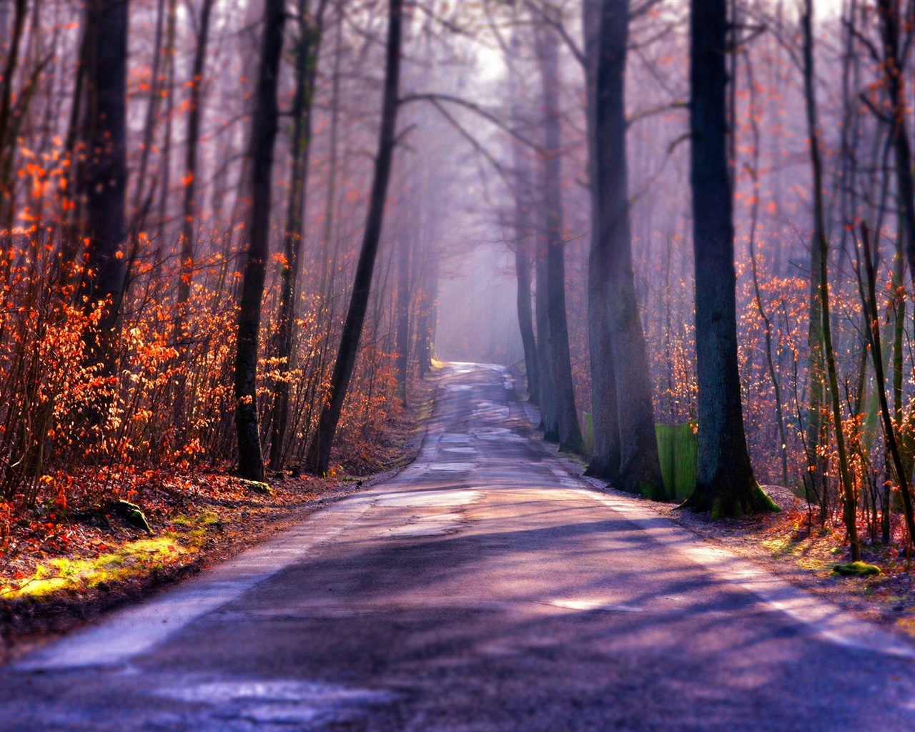 Foggy podzimní listí a stromy HD Tapety na plochu #1 - 1280x1024