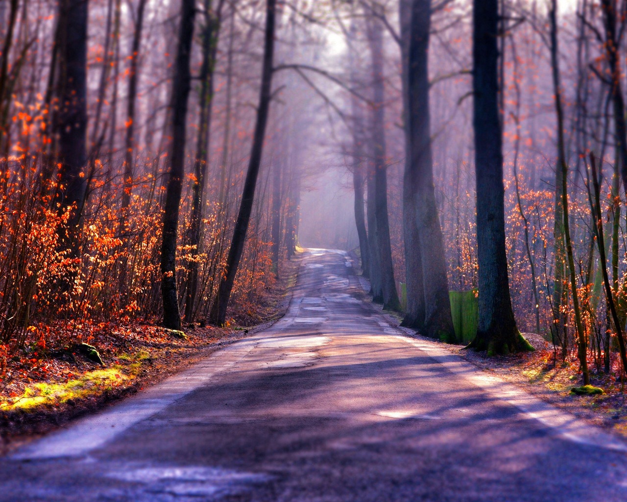 Foggy Herbst Blätter und Bäume HD Wallpaper #1 - 1280x1024