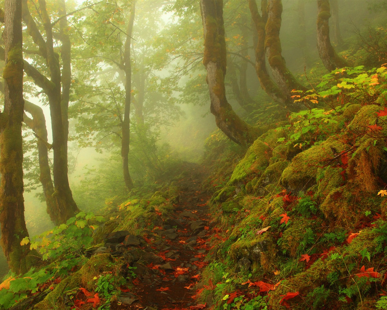 Foggy podzimní listí a stromy HD Tapety na plochu #4 - 1280x1024