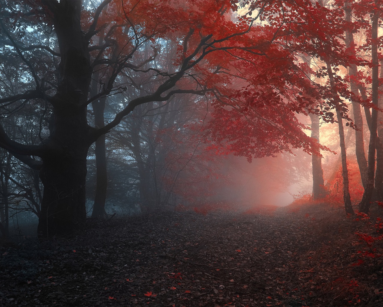 Foggy podzimní listí a stromy HD Tapety na plochu #7 - 1280x1024