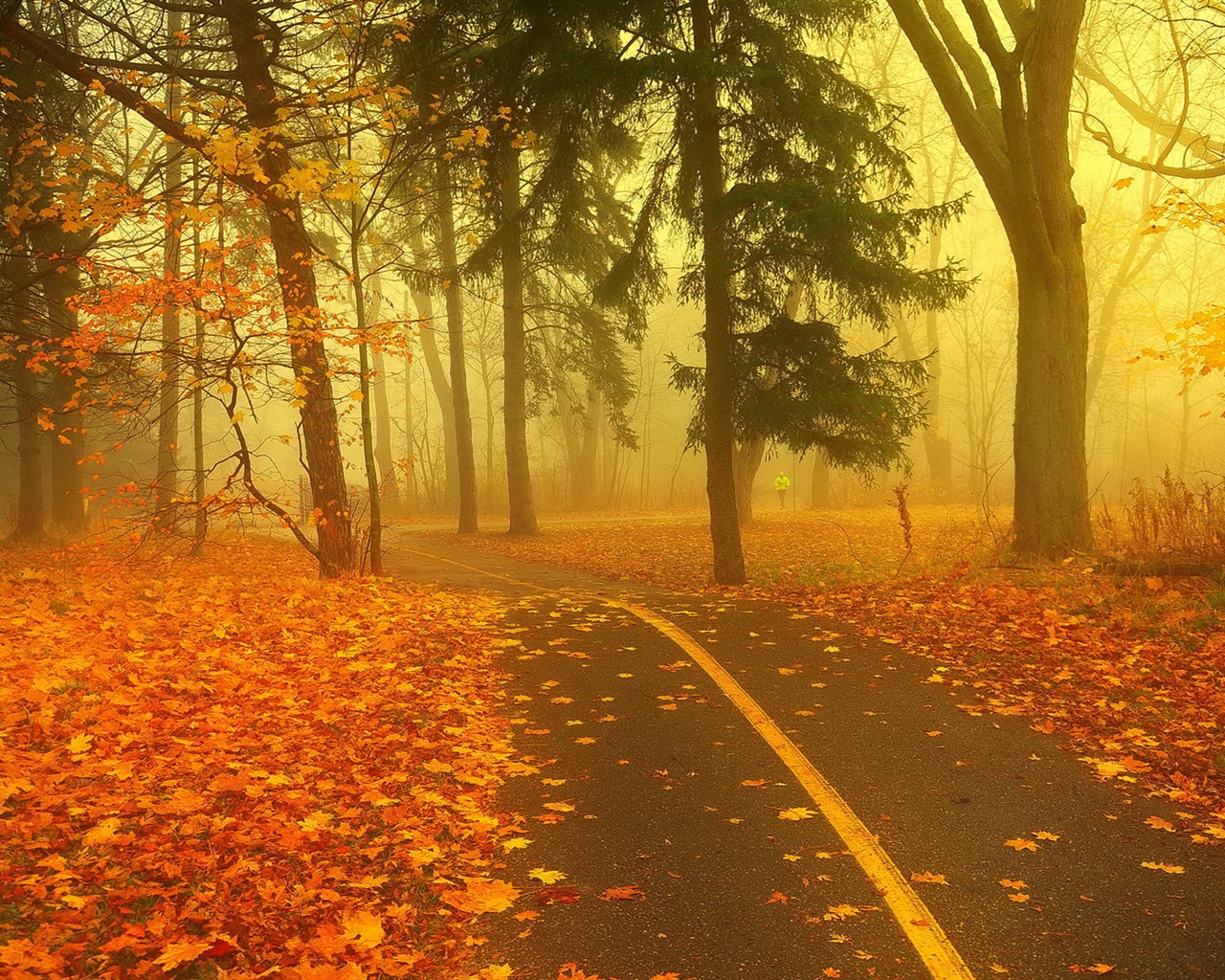 Foggy podzimní listí a stromy HD Tapety na plochu #8 - 1280x1024