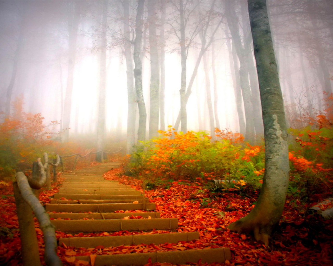 雾的秋天，红叶树木，高清壁纸12 - 1280x1024