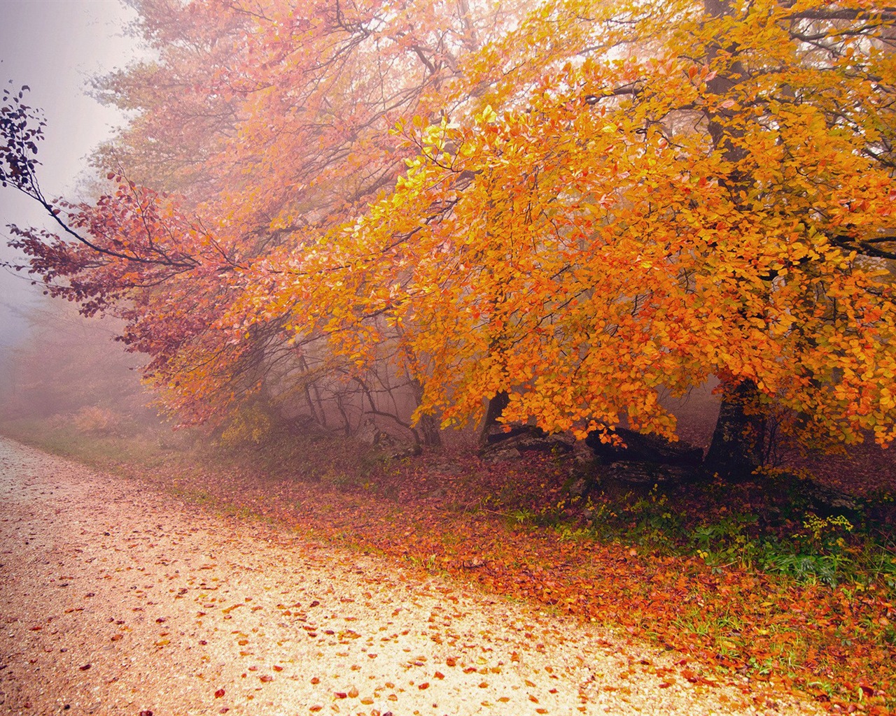 Hojas de otoño de niebla y los árboles fondos de pantalla de alta definición #13 - 1280x1024