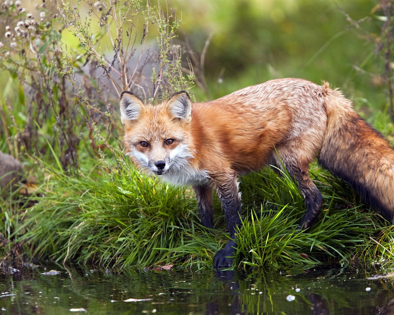 Animal close-up, cute fox HD wallpapers #1 - 1280x1024