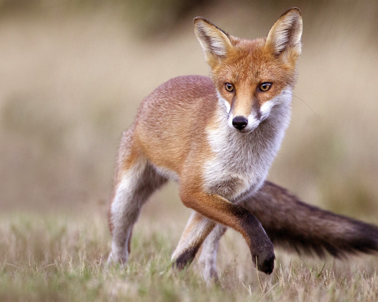 Animal close-up, cute fox HD wallpapers #2 - 1280x1024