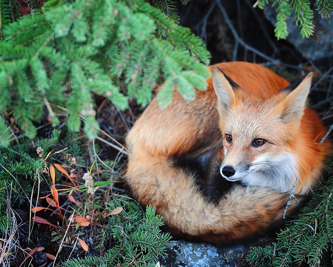 Animal close-up, cute fox HD wallpapers #3 - 1280x1024