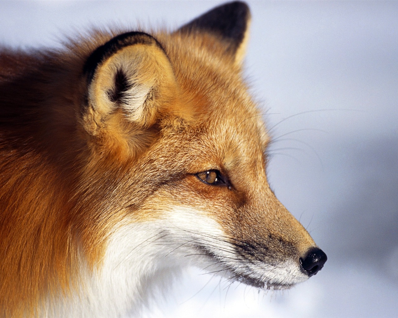 动物特写，可爱的狐狸 高清壁纸4 - 1280x1024