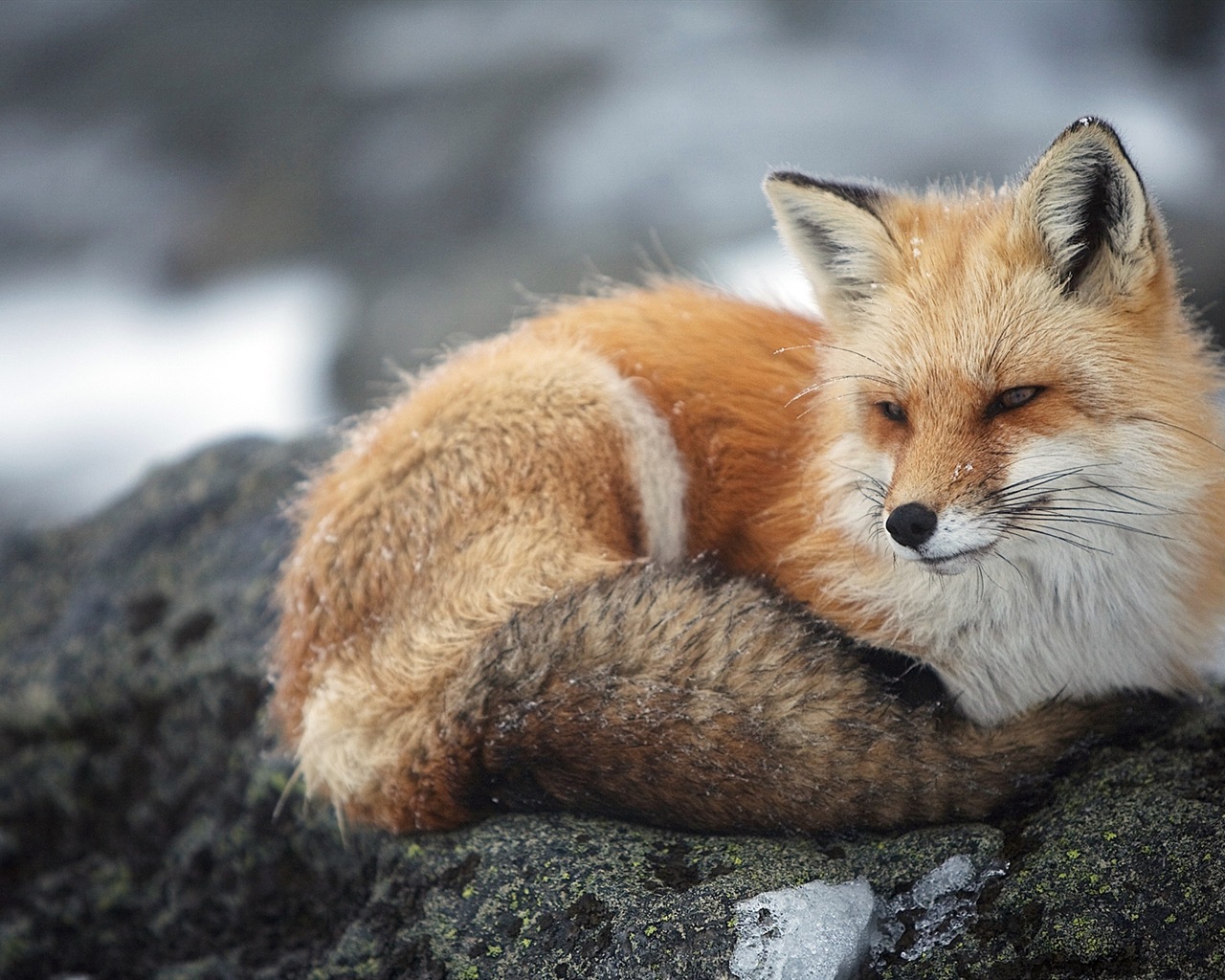Animal close-up, cute fox HD wallpapers #6 - 1280x1024