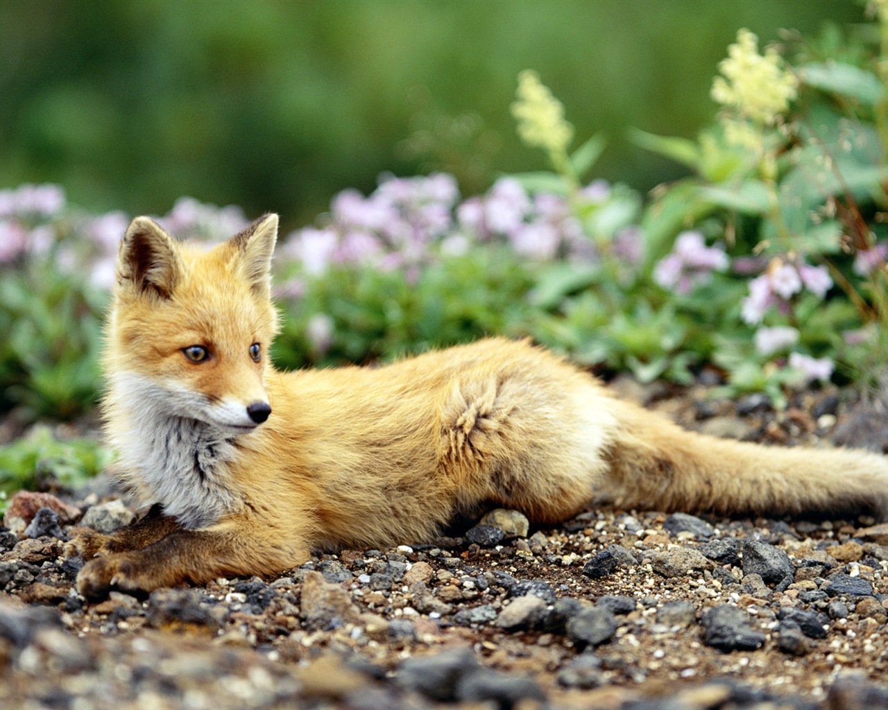 Animal close-up, cute fox HD wallpapers #7 - 1280x1024