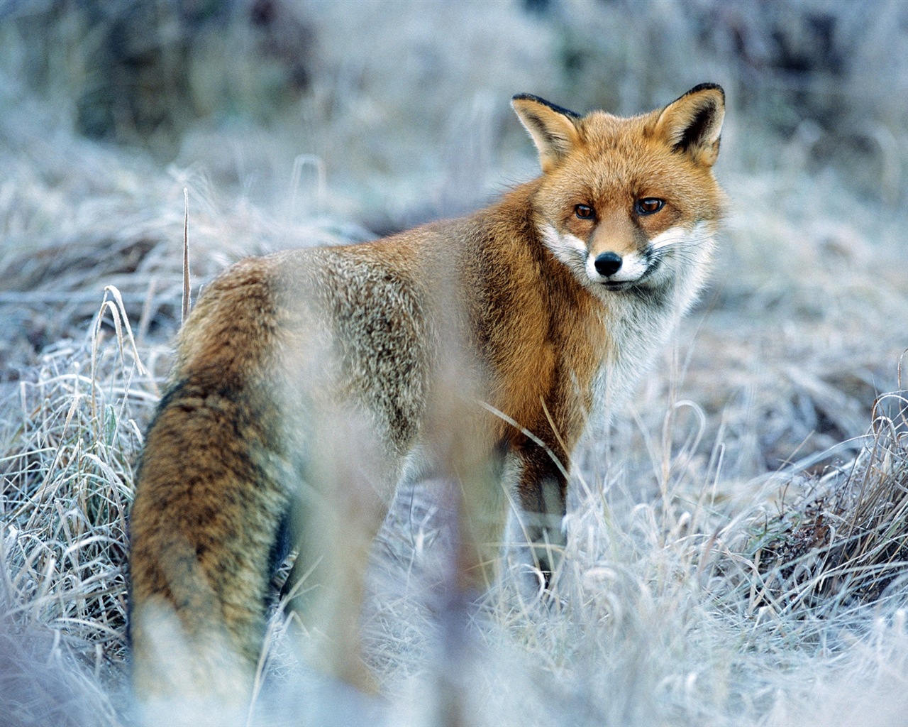 Animal close-up, cute fox HD wallpapers #8 - 1280x1024