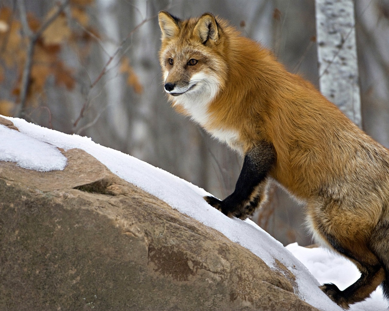 動物特寫，可愛的狐狸 高清壁紙 #10 - 1280x1024