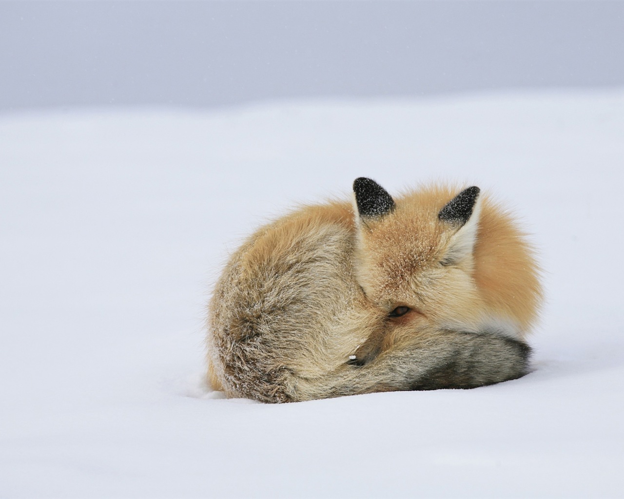 Animal close-up, cute fox HD wallpapers #11 - 1280x1024