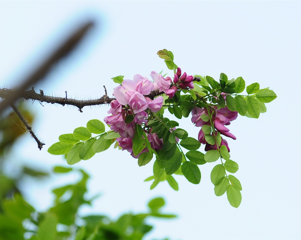 화이트 핑크 메뚜기 나무 꽃의 HD 배경 화면 #11 - 1280x1024