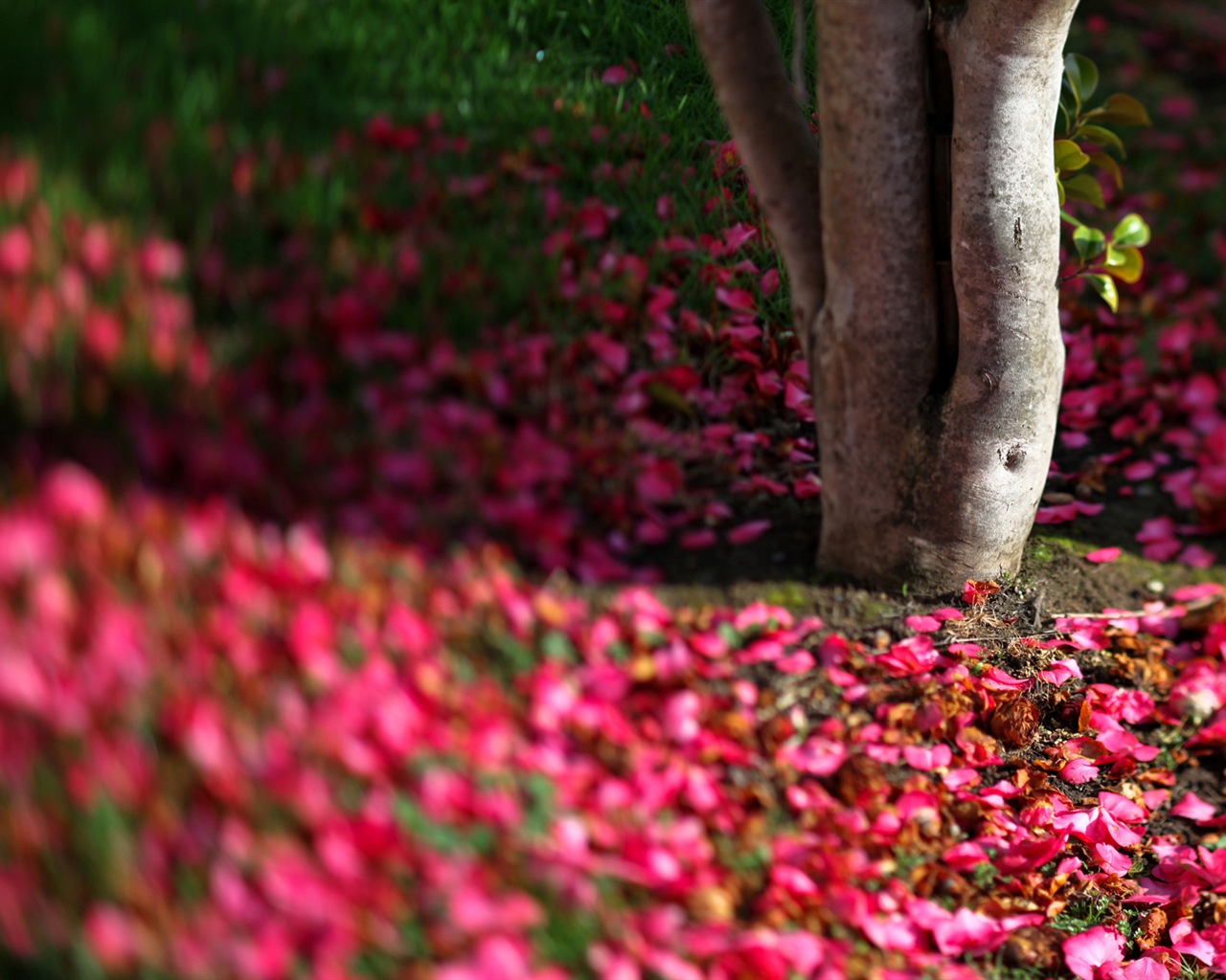 꽃은 땅에 아름다운의 HD 배경 화면 가을 #7 - 1280x1024