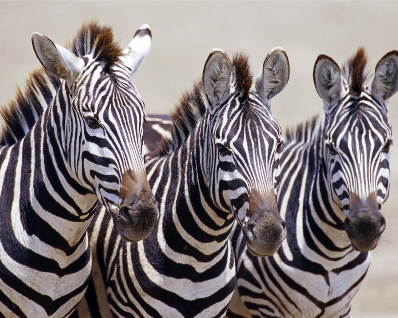 Black and white striped animal, zebra HD wallpapers #1 - 1280x1024