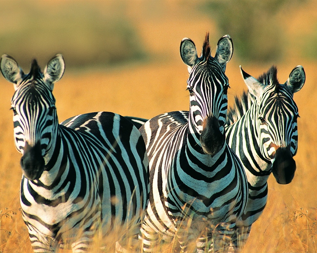 Schwarz-weiß gestreifte Tier, Zebra HD Wallpaper #3 - 1280x1024