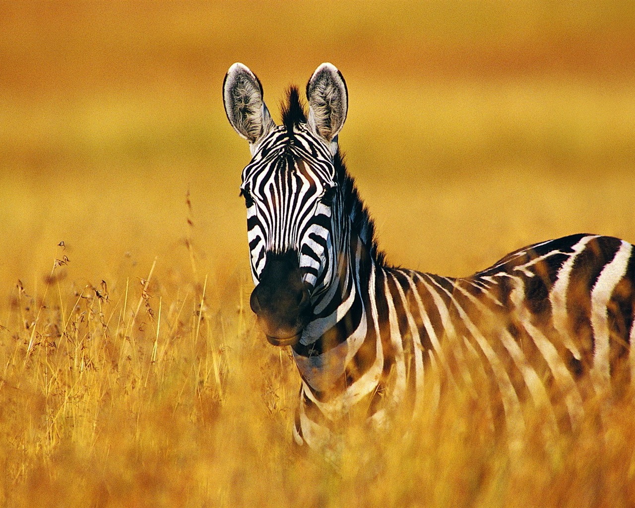 Schwarz-weiß gestreifte Tier, Zebra HD Wallpaper #4 - 1280x1024