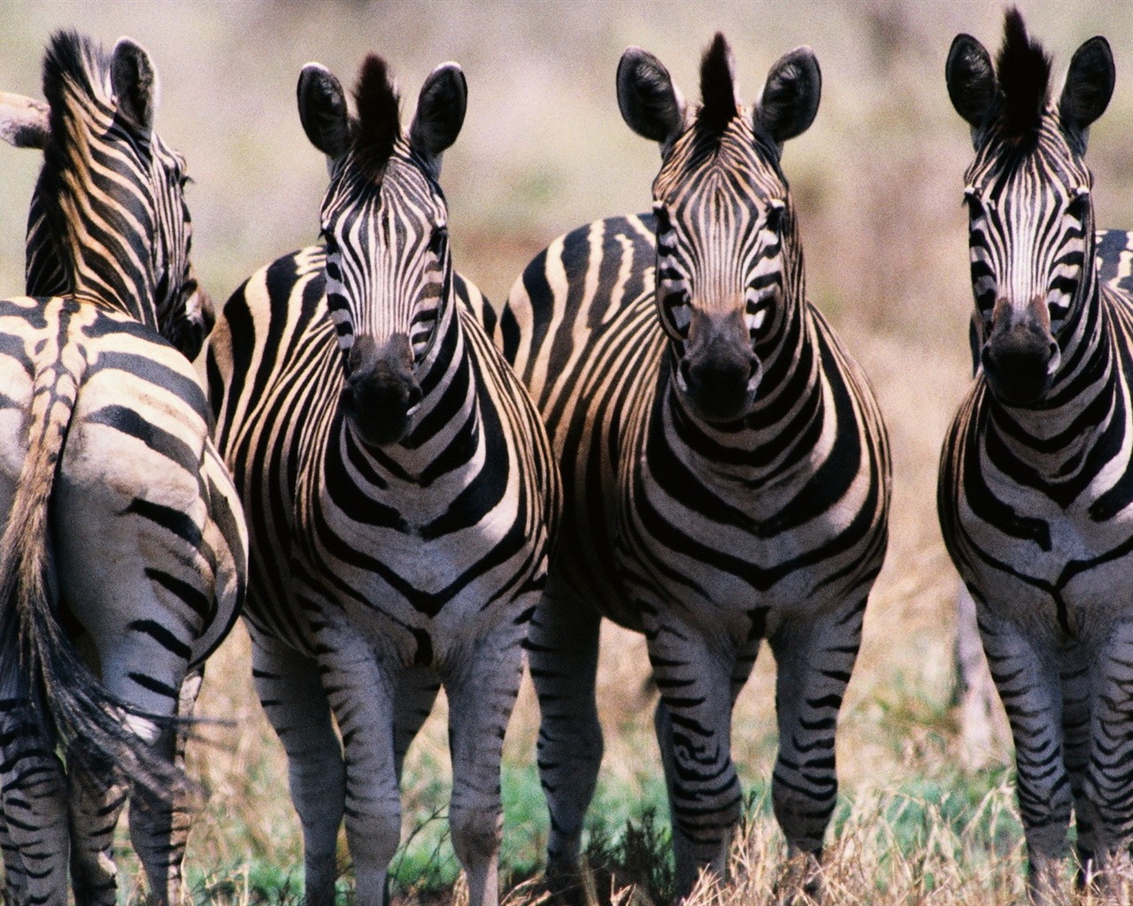 Black and white striped animal, zebra HD wallpapers #5 - 1280x1024