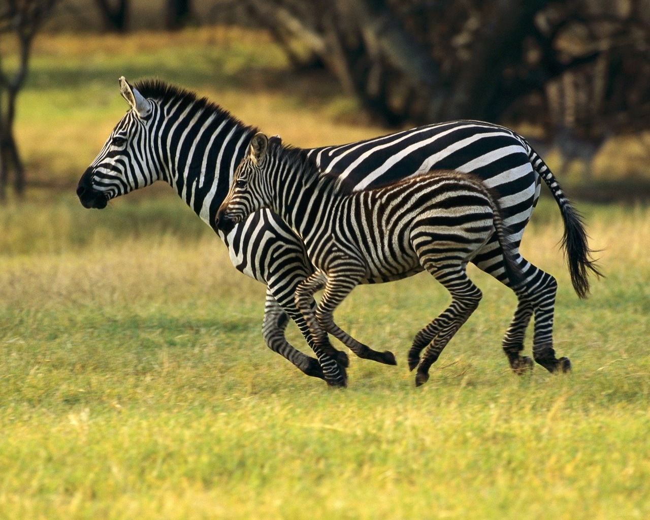 Black and white striped animal, zebra HD wallpapers #6 - 1280x1024