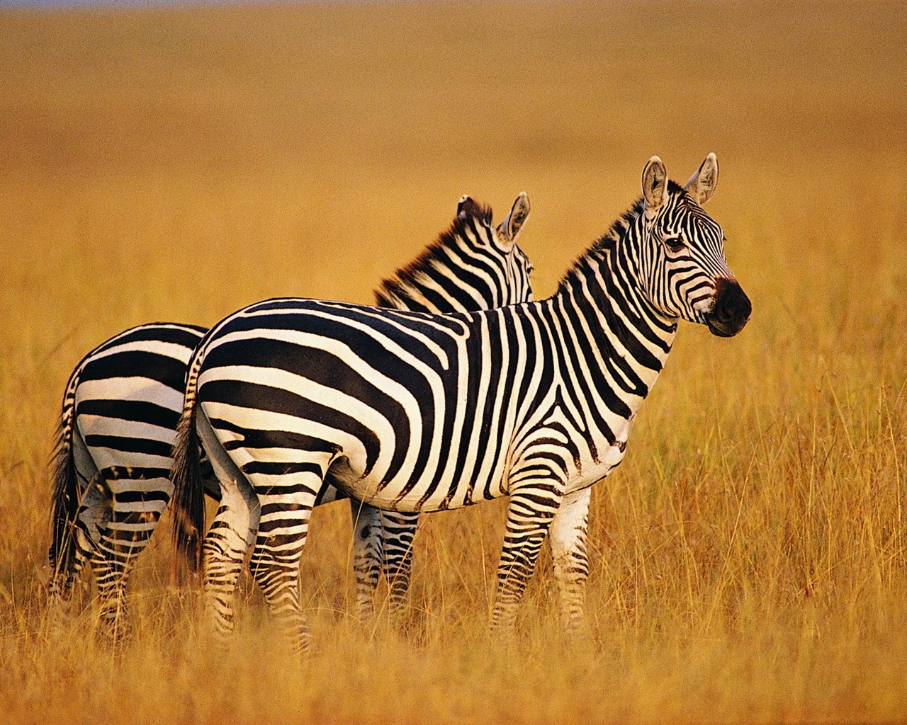 Schwarz-weiß gestreifte Tier, Zebra HD Wallpaper #7 - 1280x1024