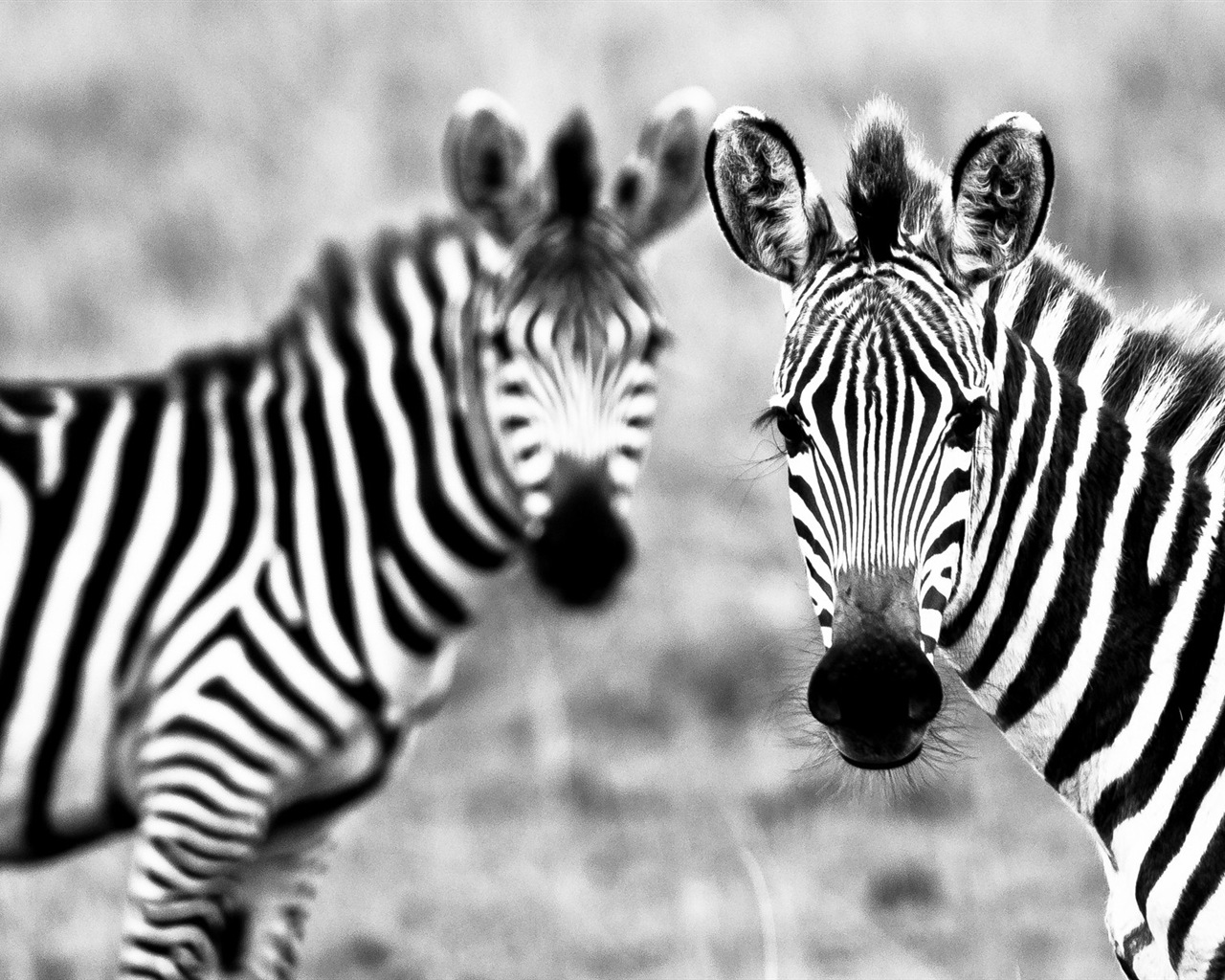 검은 색과 흰색 줄무늬 동물, 얼룩말의 HD 배경 화면 #8 - 1280x1024