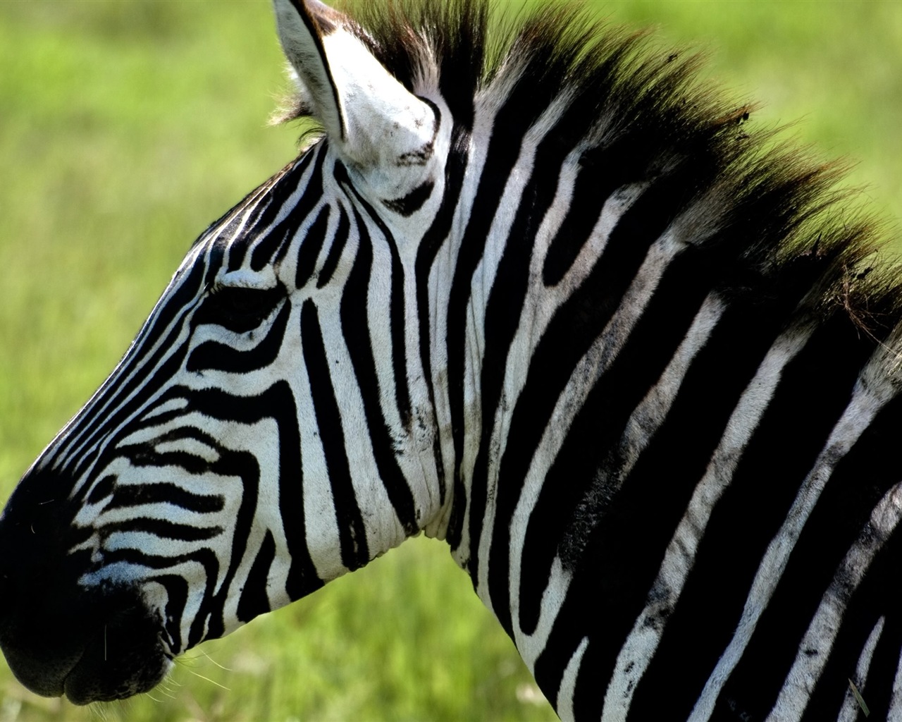 Schwarz-weiß gestreifte Tier, Zebra HD Wallpaper #9 - 1280x1024