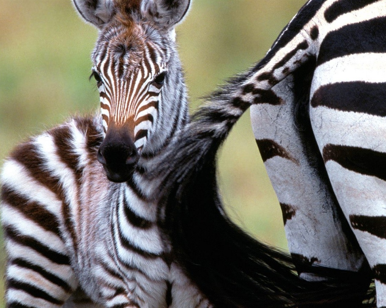 검은 색과 흰색 줄무늬 동물, 얼룩말의 HD 배경 화면 #10 - 1280x1024
