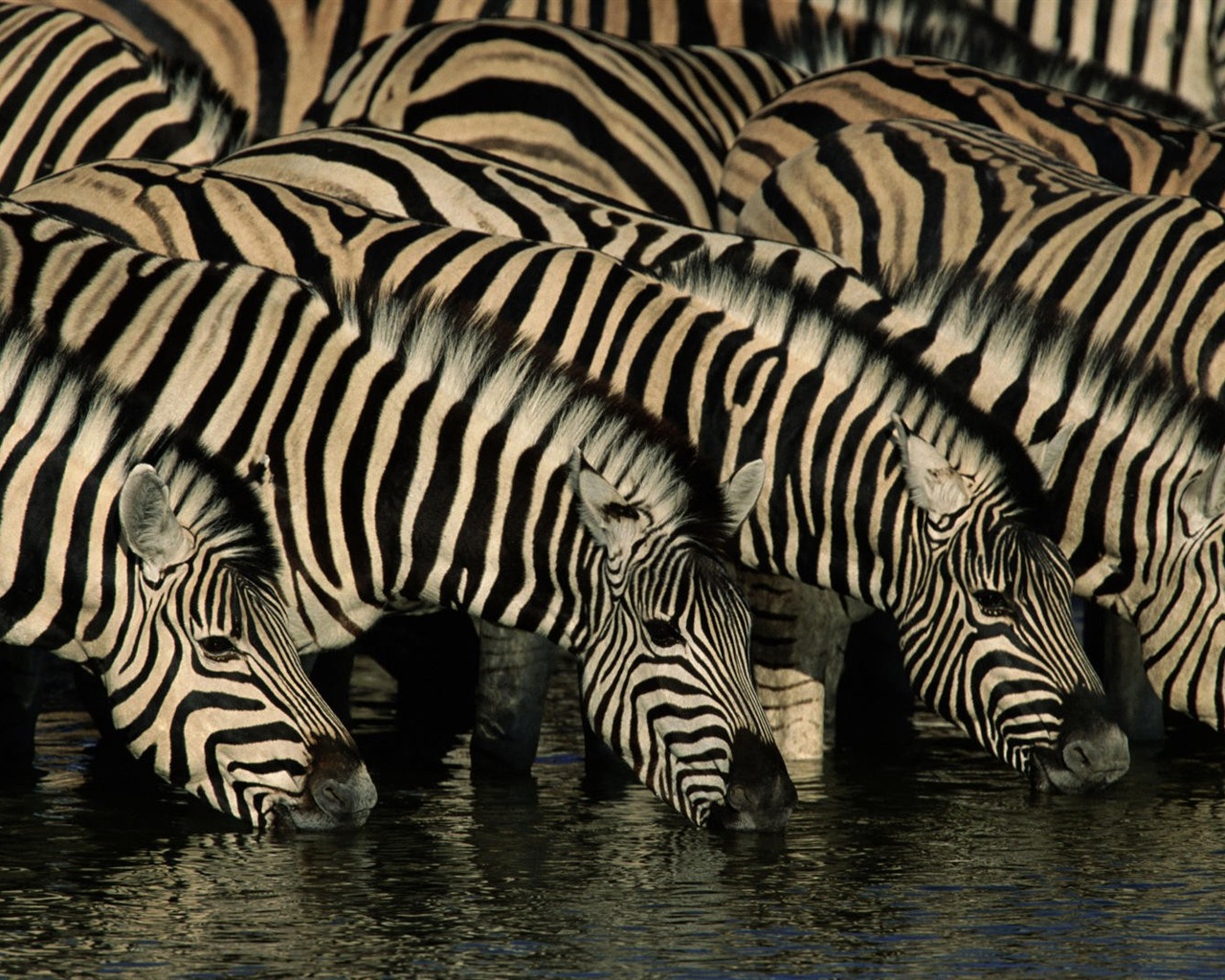 Black and white striped animal, zebra HD wallpapers #11 - 1280x1024