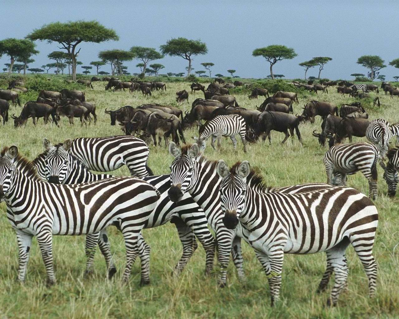 Schwarz-weiß gestreifte Tier, Zebra HD Wallpaper #12 - 1280x1024