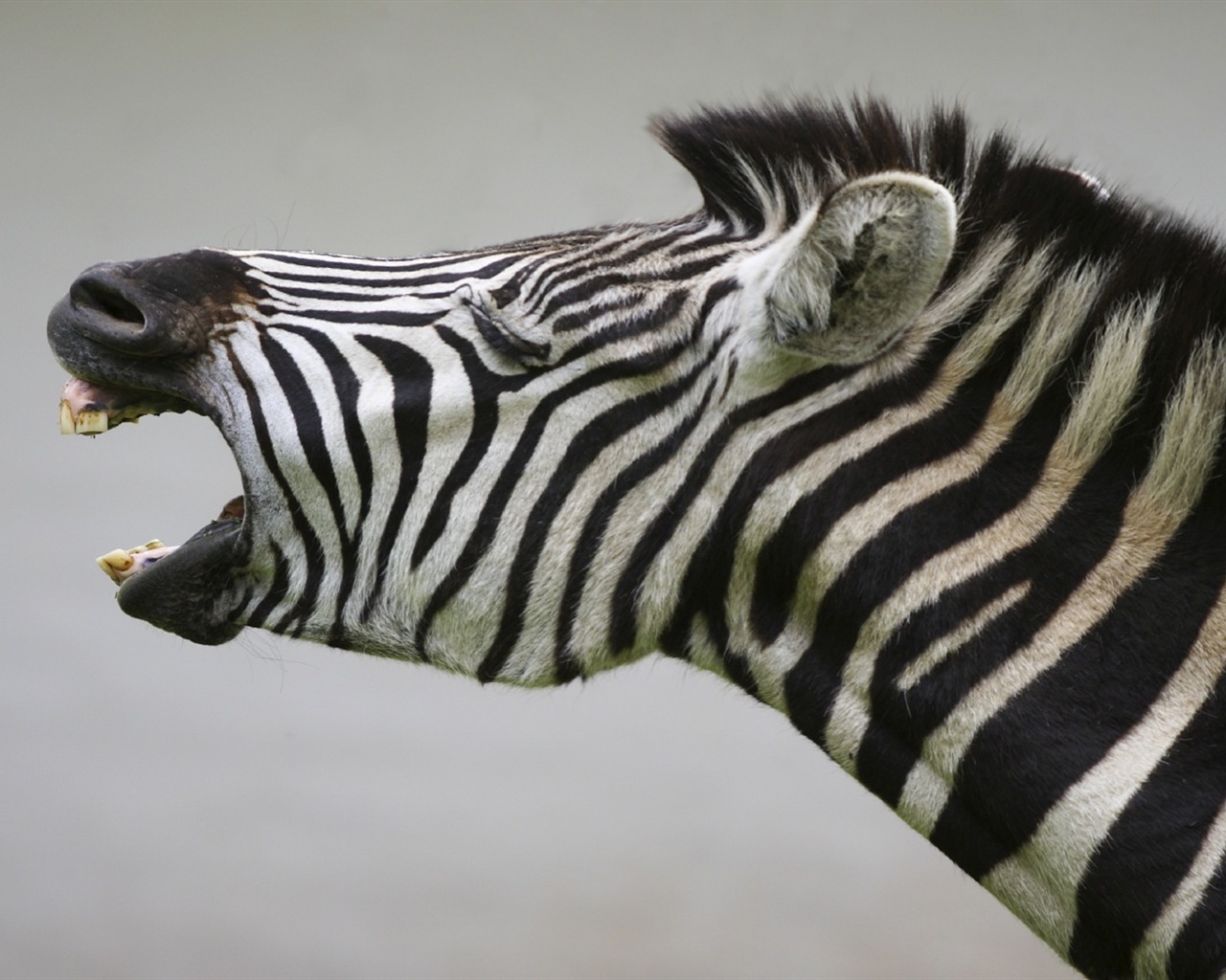 Black and white striped animal, zebra HD wallpapers #14 - 1280x1024