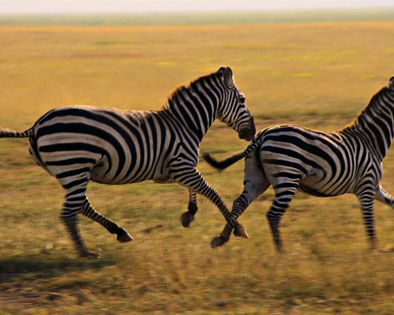 Black and white striped animal, zebra HD wallpapers #15 - 1280x1024