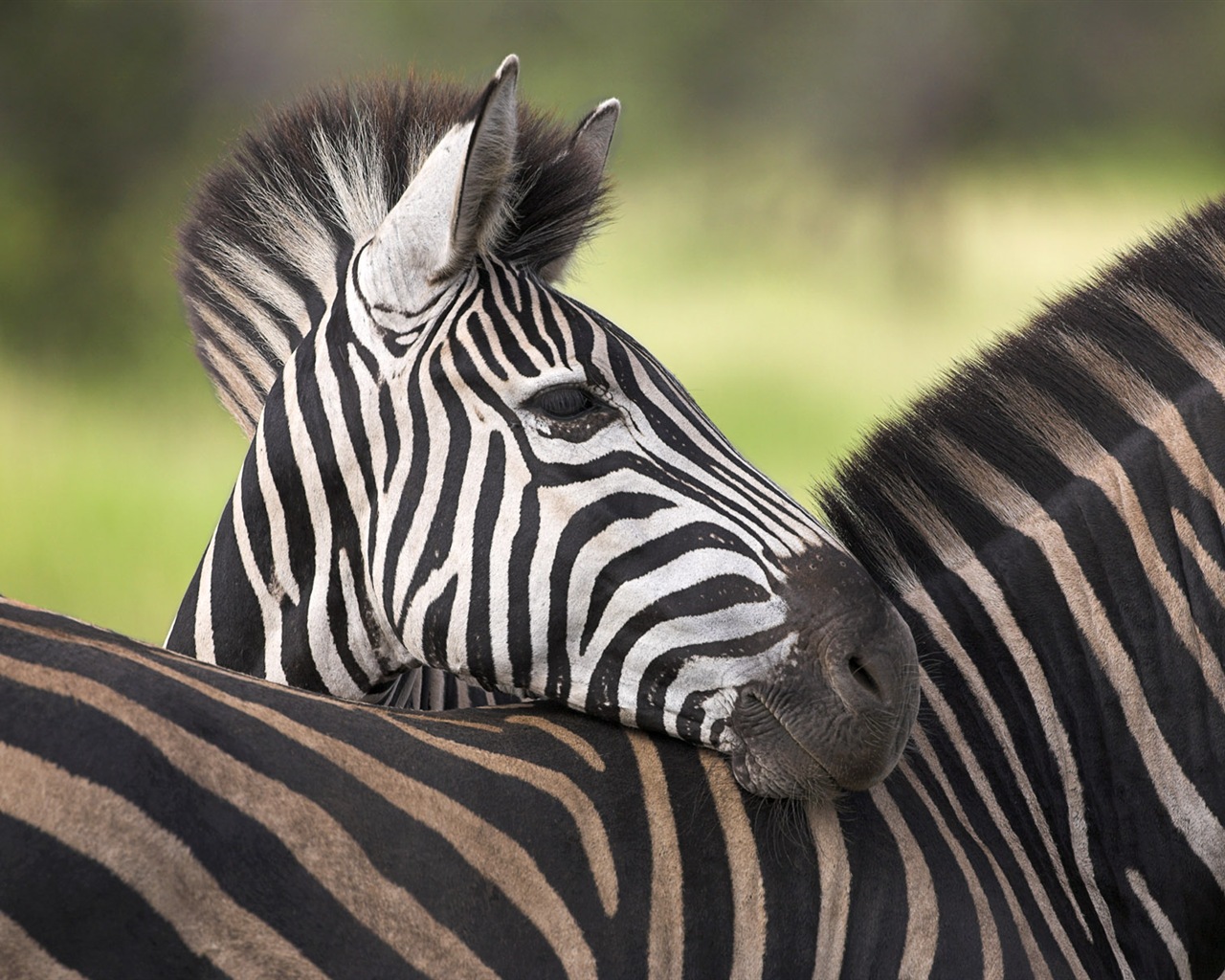 Black and white striped animal, zebra HD wallpapers #16 - 1280x1024