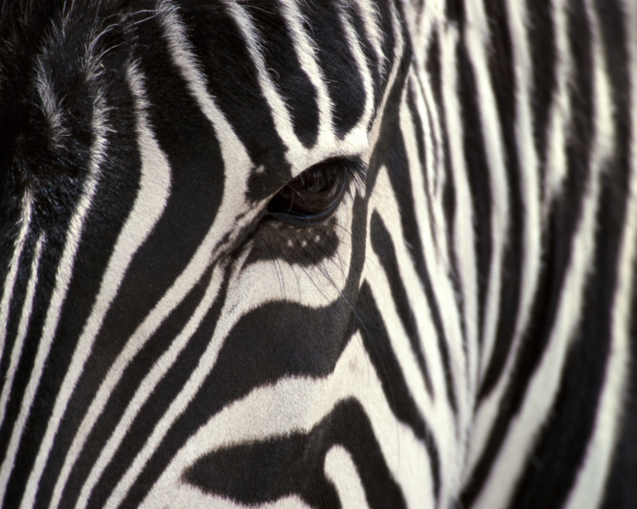 검은 색과 흰색 줄무늬 동물, 얼룩말의 HD 배경 화면 #17 - 1280x1024