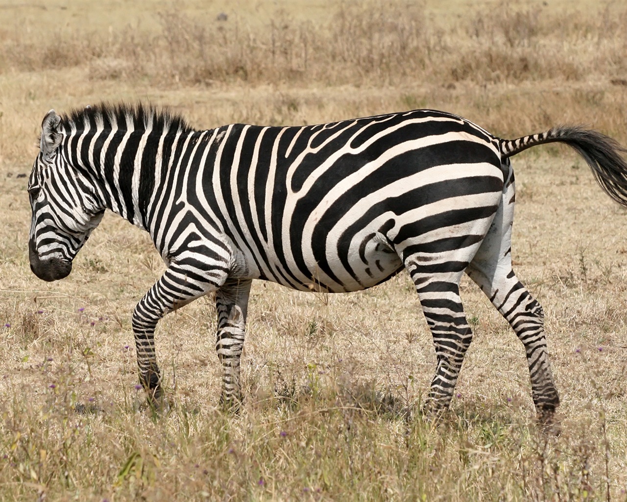 黑白条纹的动物，斑马高清壁纸18 - 1280x1024