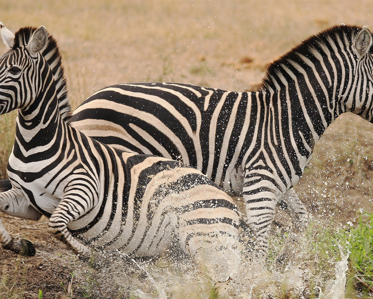 검은 색과 흰색 줄무늬 동물, 얼룩말의 HD 배경 화면 #19 - 1280x1024