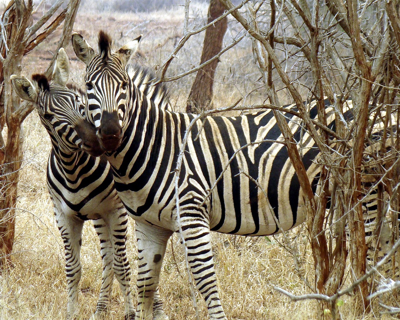 Schwarz-weiß gestreifte Tier, Zebra HD Wallpaper #20 - 1280x1024