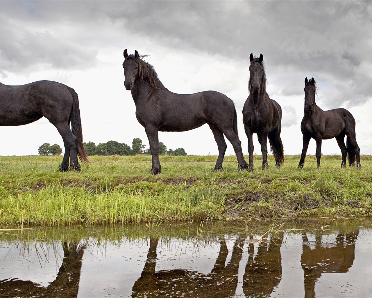 動物の世界では、Windows 8のパノラマワイドスクリーンの壁紙 #7 - 1280x1024