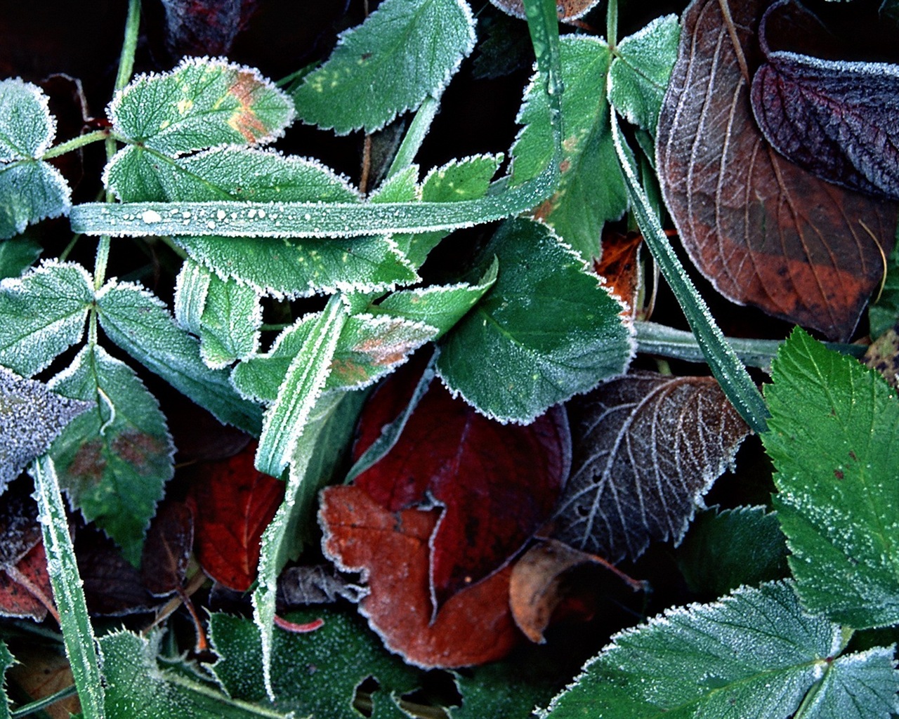 Listy rostlin s rosou HD tapety #3 - 1280x1024