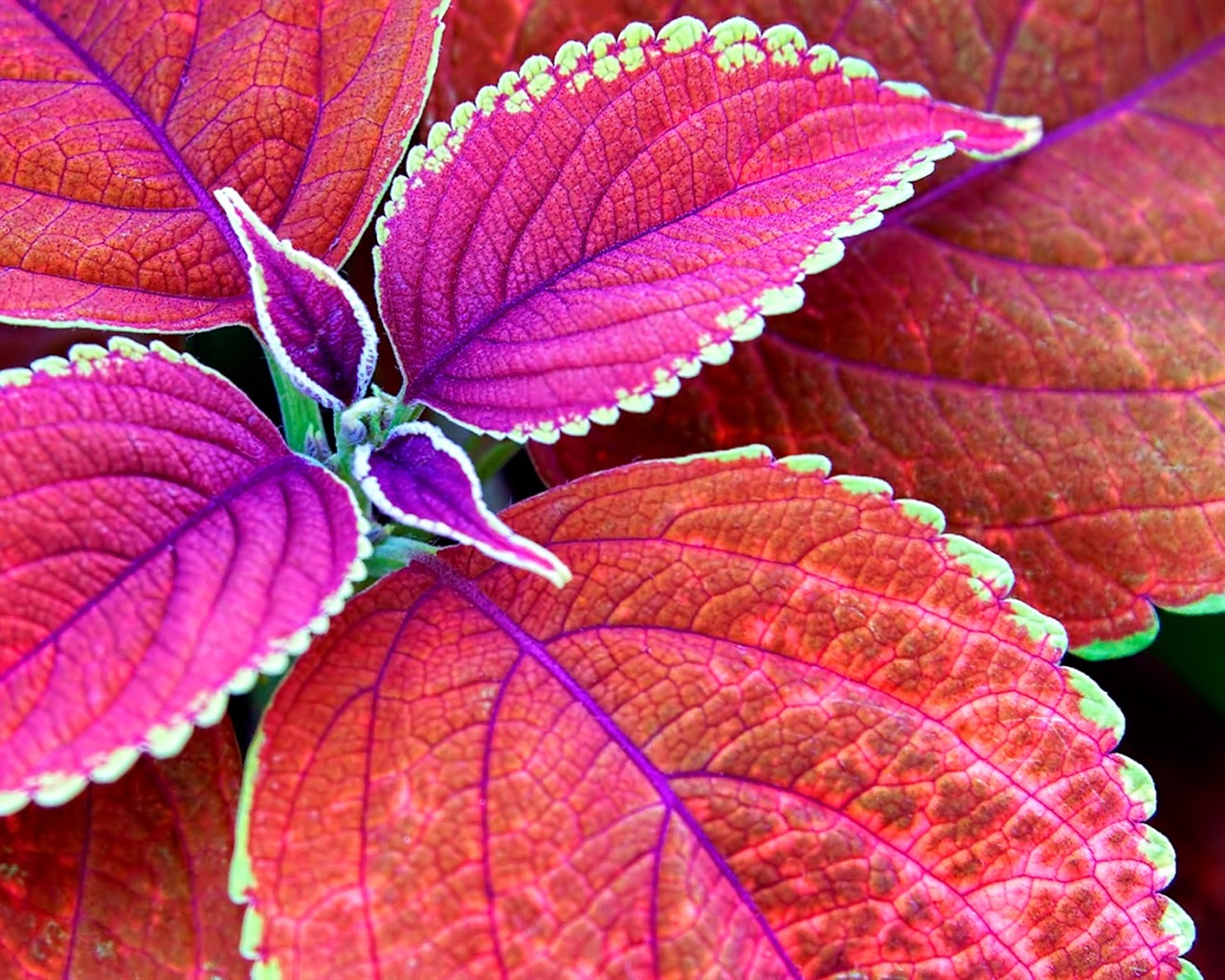 Les feuilles des plantes avec des papiers peints rosée HD #10 - 1280x1024