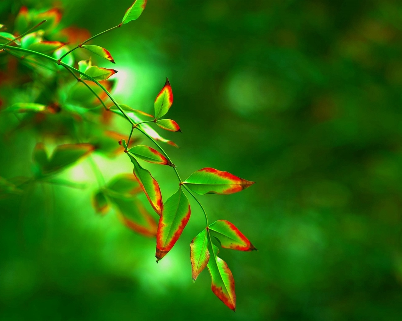 Листья растений с росы HD обои #11 - 1280x1024
