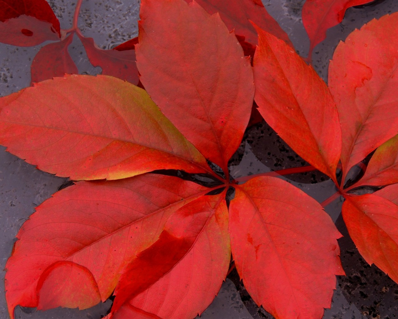 叶子与露珠 高清植物壁纸16 - 1280x1024