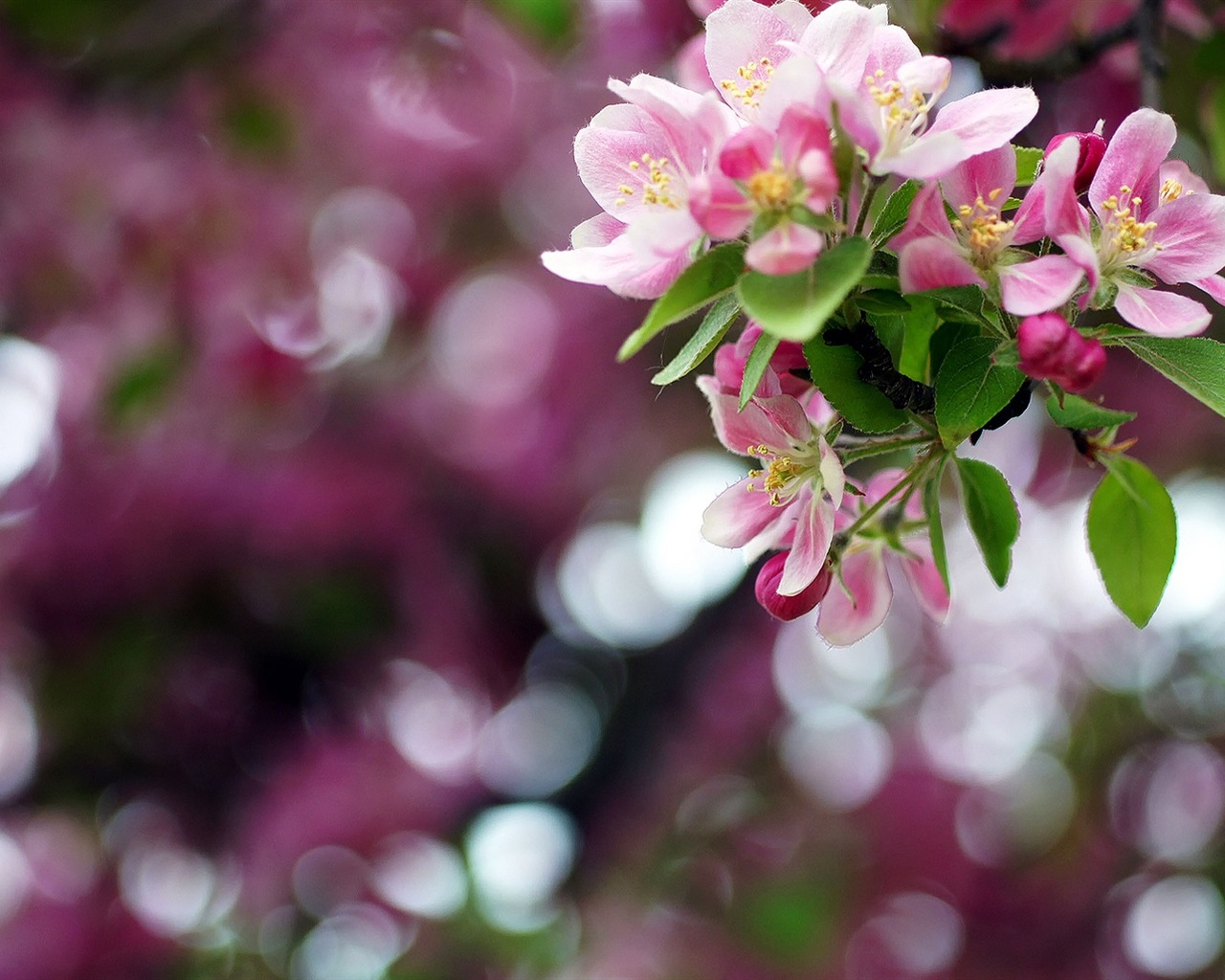 Макро красивых обоев цветы HD #2 - 1280x1024