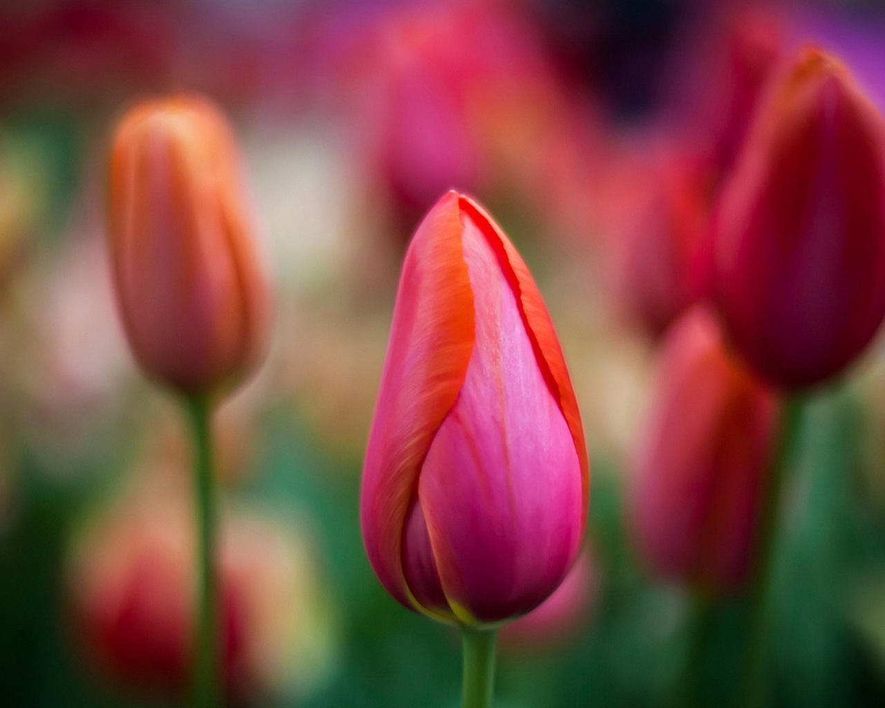 Макро красивых обоев цветы HD #9 - 1280x1024