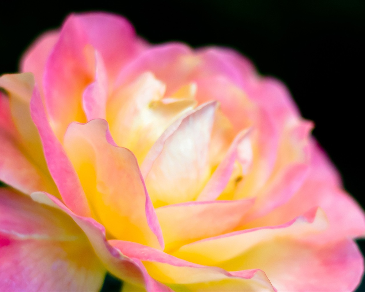 Макро красивых обоев цветы HD #14 - 1280x1024