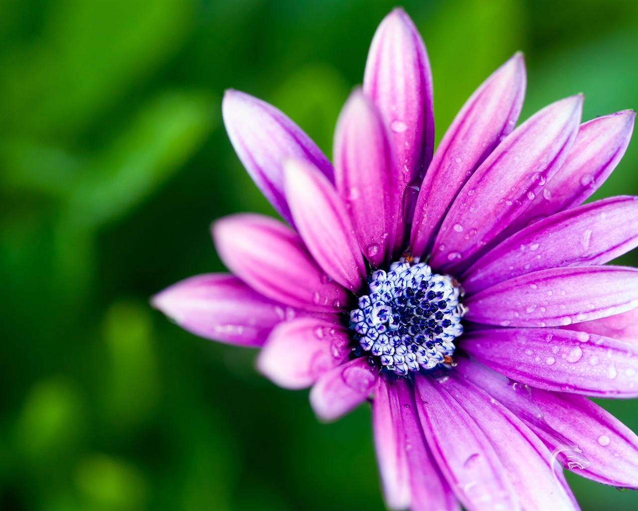 Макро красивых обоев цветы HD #15 - 1280x1024