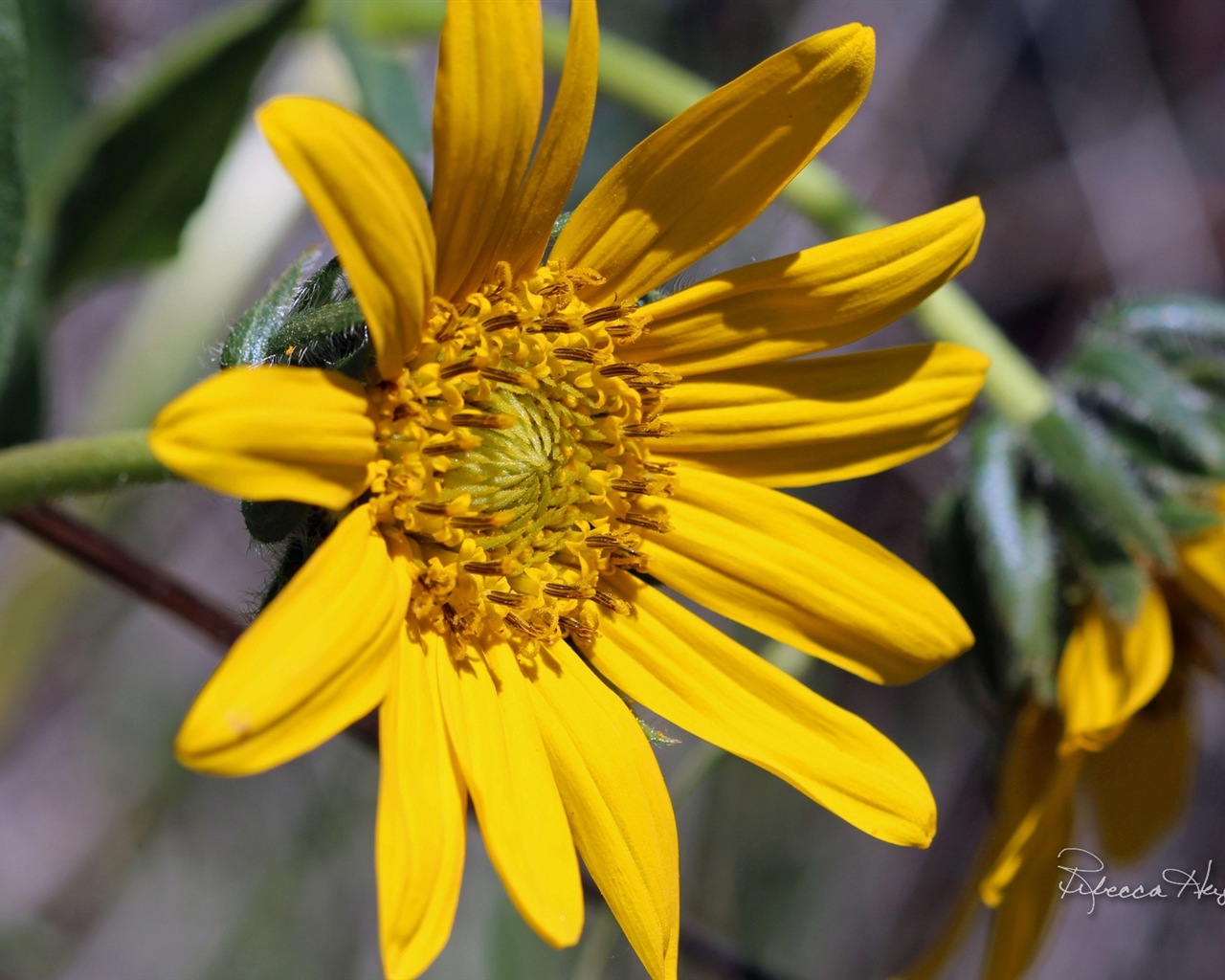 春の花が咲く、Windowsの8テーマの壁紙 #15 - 1280x1024