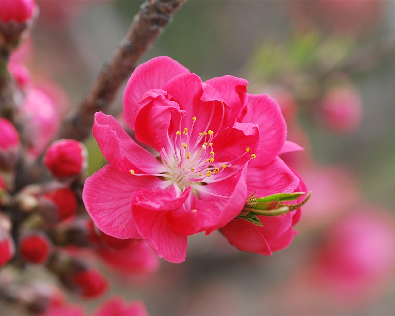 Розовый персик цветы обои #1 - 1280x1024