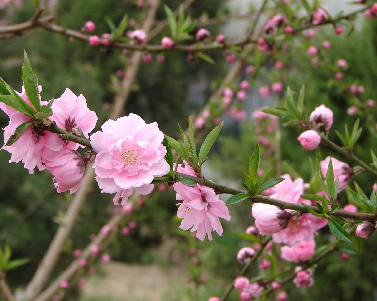 Розовый персик цветы обои #6 - 1280x1024