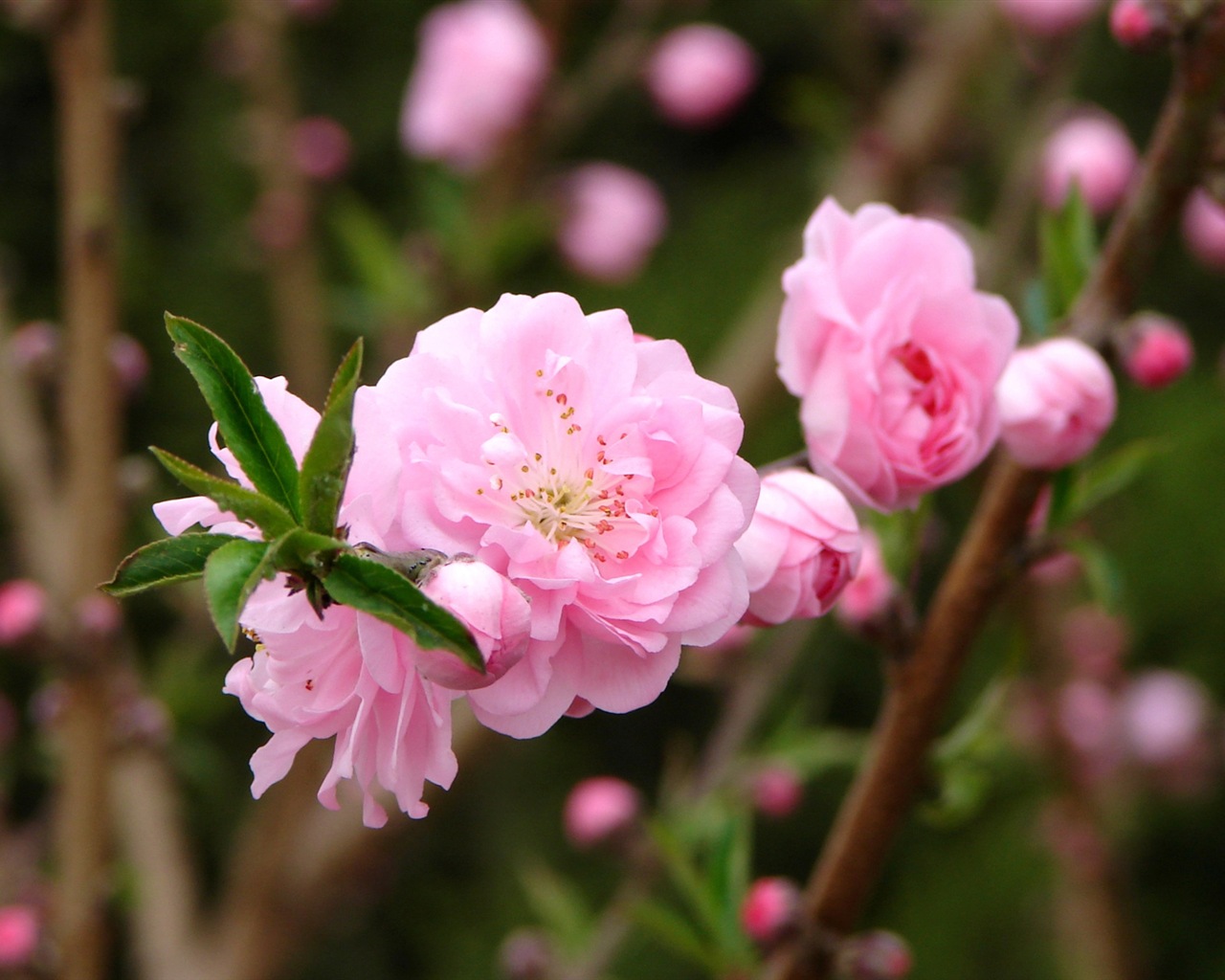 Розовый персик цветы обои #7 - 1280x1024